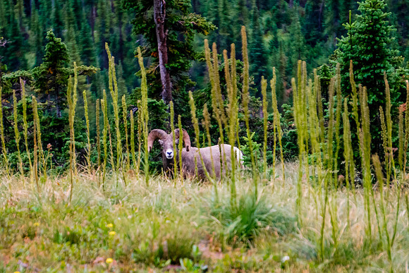 20140831-DSC3997: Big horn sheep on the Hidden Lake trail in Glacier National Park, Montana.