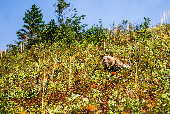 20140902-DSC4803: A grizzly bear fattens up before winter in Glacier National Park, Montana.