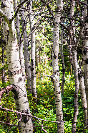 20140902-DSC4975: An aspen grove near Iceberg Lake in Glacier National Park, Montana.