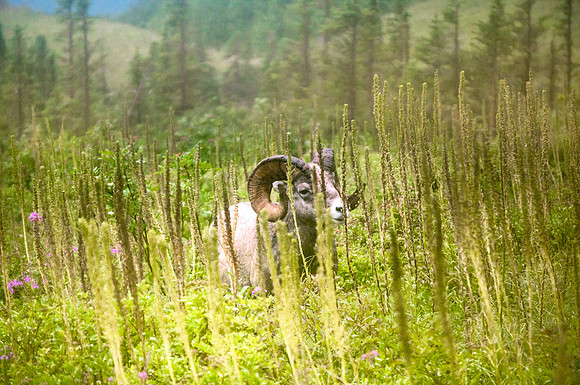 20140903-DSC5089: Big horn sheep along the Swiftcurrent Trail in Glacier National Park, Montana.