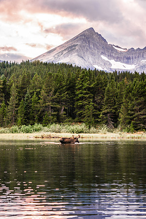 20140904-DSC5475: A bull moose feeds in Fishercap Lake, Glacier National Park, Montana.