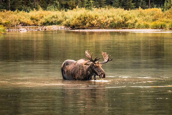 20140904-DSC5504: A bull moose feeds in Fishercap Lake, Glacier National Park, Montana.