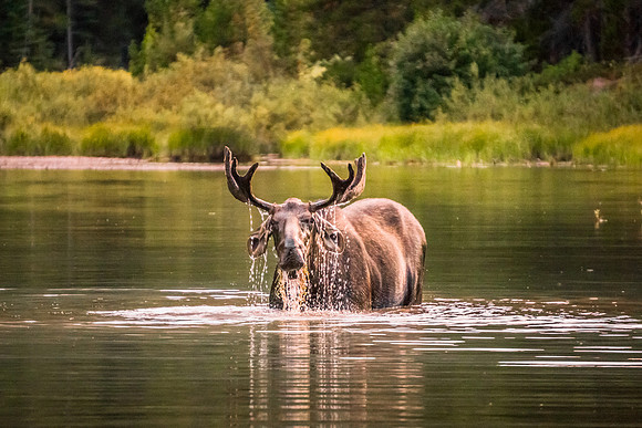 20140904-DSC5523: A bull moose feeds in Fishercap Lake, Glacier National Park, Montana.