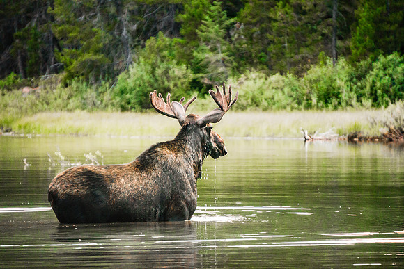 20140904-DSC5546: A bull moose feeds in Fishercap Lake, Glacier National Park, Montana.