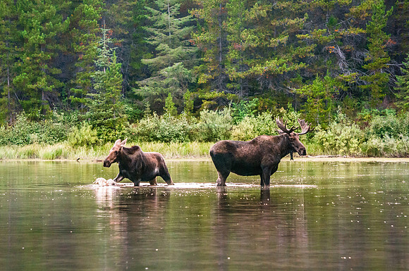 20140904-DSC5581: A lovely moose couple in Fishercap Lake in Glacier National Park, Montana.