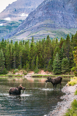 20140904-DSC5611: A lovely moose couple in Fishercap Lake in Glacier National Park, Montana.