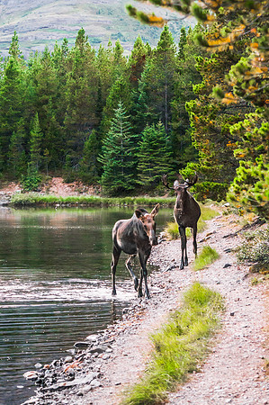20140904-DSC5616: A lovely moose couple in Fishercap Lake in Glacier National Park, Montana.