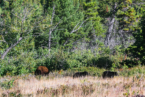 20140905-DSC5636: Mama bear and cubs along the Going-to-the-sun road in Glacier National Park, MT.