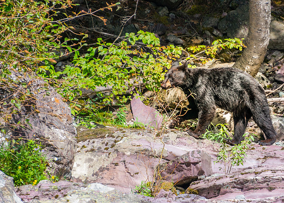 20140830-DSC3456: A juvenile bear hunts for food near McDonald Creek, Glacier National Park, Montana.