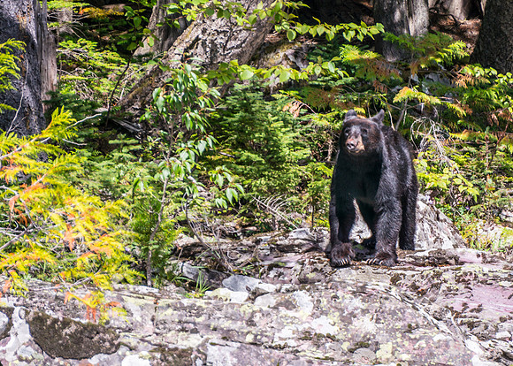20140830-DSC3467: A juvenile bear hunts for food near McDonald Creek, Glacier National Park, Montana.
