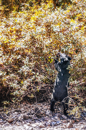 20140830-DSC3534: A juvenile bear hunts for food near McDonald Creek, Glacier National Park, Montana.