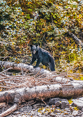 20140830-DSC3564: A juvenile bear hunts for food near McDonald Creek, Glacier National Park, Montana.