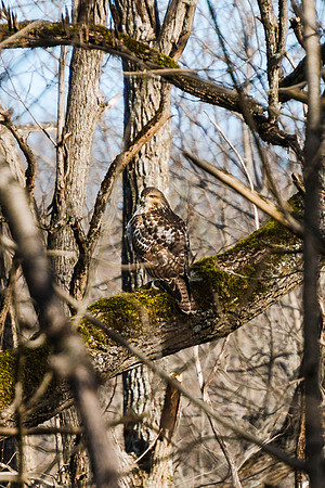 20190104-JAH05954: A hawk scans the woods at Letchworth State Park, New York.