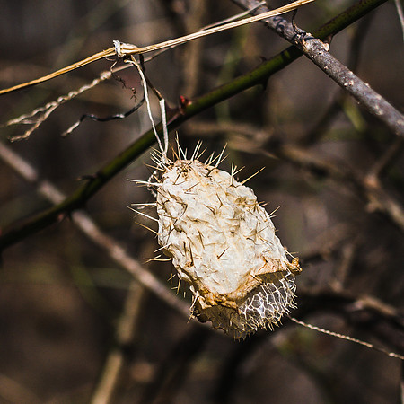 20190104-JAH05982: Wild Cucumber growing on the trail to Papermill Falls in Letchworth State Park NY