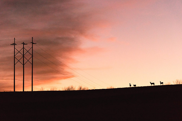 20190104-JAH06345: Deer silhouettes in Castile NY, just outside of Letchworth State Park.