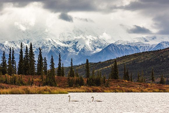 20120903-IMG_3039: A pair of Trumpeter swans on Wonder Lake in Denali National Park, Alaska.