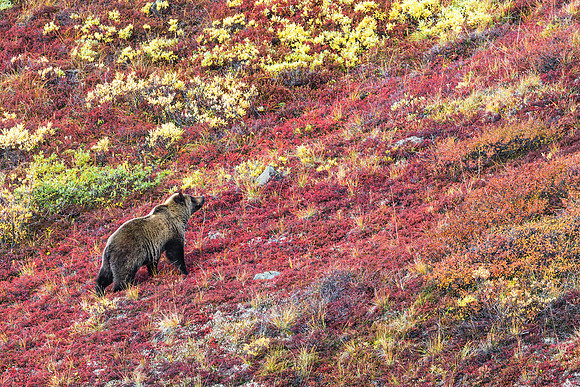 20120905-IMG_3545: A grizzly bear makes its way uphill in Denali National Park, Alaska.
