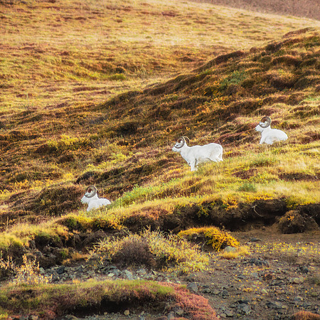 20120905-IMG_3611: Big horn sheep on guard in Denali National Park, Alaska (square img).