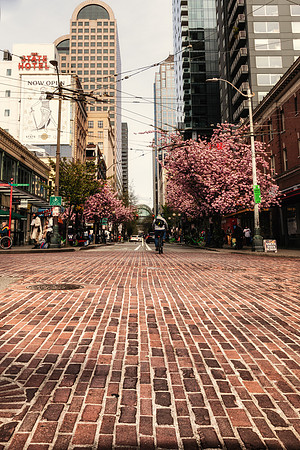 20190415-JAH06858: Cherry blossoms on Pike Street and 1st ave in Seattle.