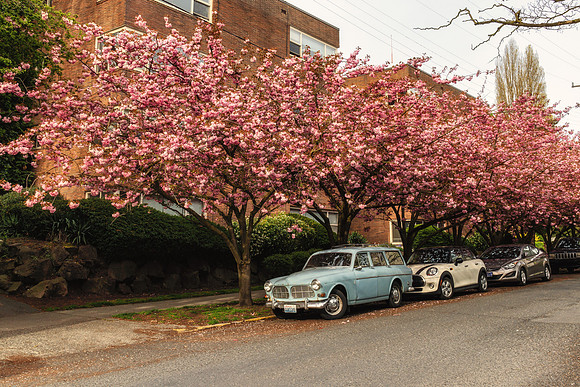 20190415-JAH06899: Cherry blossoms along Highland drive in Seattle's Queen Anne neighborhood.