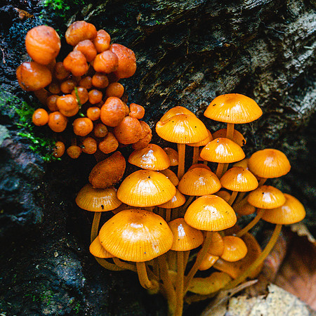 20210708-JAH00795-Mycena Leaiana