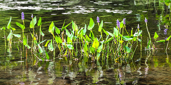 20210708-JAH00843-Pickerel Weed