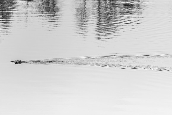 20190502-JAH07560: A beaver traverses his pond near Rock Island Bay in Tupper Lake, NY Adirondacks.
