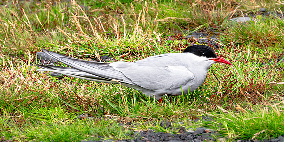 20240803-JAH03739-ArcticTern