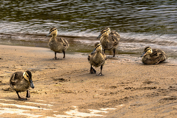 20190629-JAH07809: Why's everyone always pickin on me? Raquette Lake ducks.