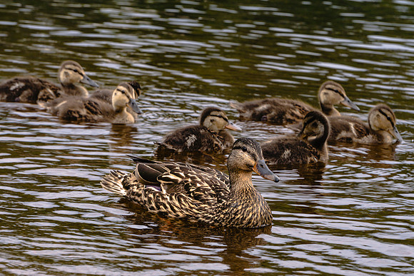 20190629-JAH07829: Ducklings with momma at Raquette Lake, Adirondacks NY.