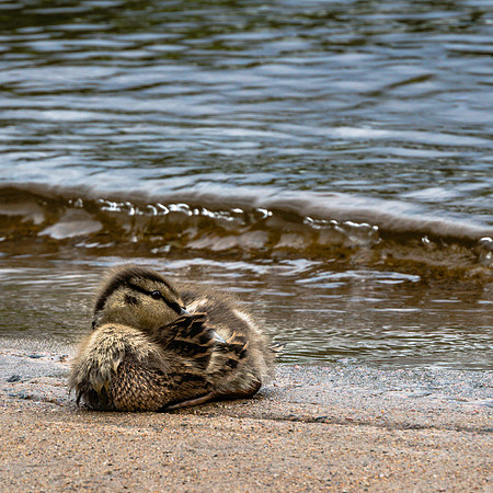 20190629-JAH07817: Baby duckling braces for the waves at Raquette Lake, Adirondacks NY.
