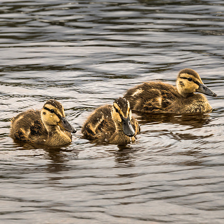 20190629-JAH07849: Ducklings at home on Raquette Lake, Adirondacks NY.