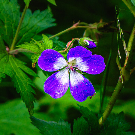 20240801-JAH02620-Harebell