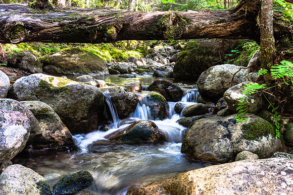 20190830-JAH09307: Lilian Brook passes through the Dix Mountain Wilderness, Adirondacks NY.