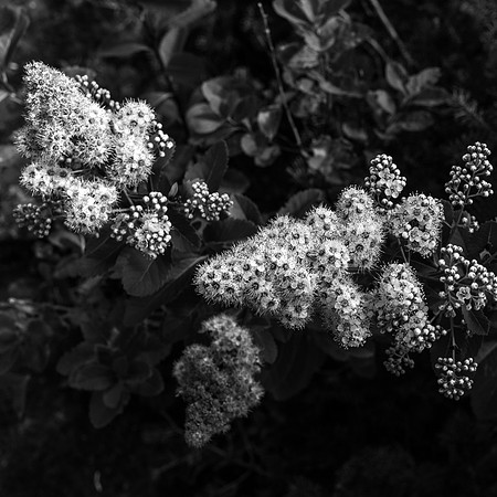 20190831-JAH09450: Wild Tiarella cordifolia at the top of Grace Peak, Adirondack mountains NY.