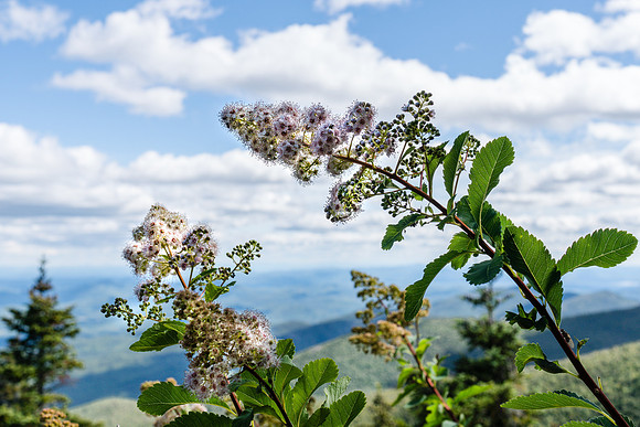 20190831-JAH09424: Wild Tiarella cordifolia at the top of Grace Peak, Adirondack mountains NY.