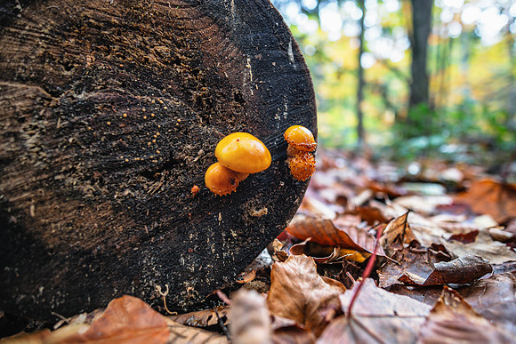 20191008-JAH01981: Unidentified mushroom species near 13th Lake, Adirondacks NY.