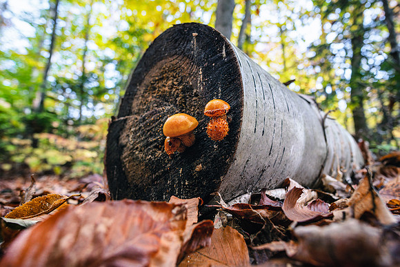 20191008-JAH02006: Unidentified mushroom species near 13th Lake, Adirondacks NY.