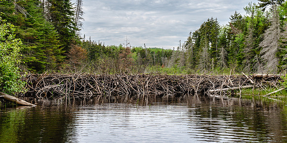 20200610-JAH05727: Cedar River Flow, Indian Lake Adirondacks NY.