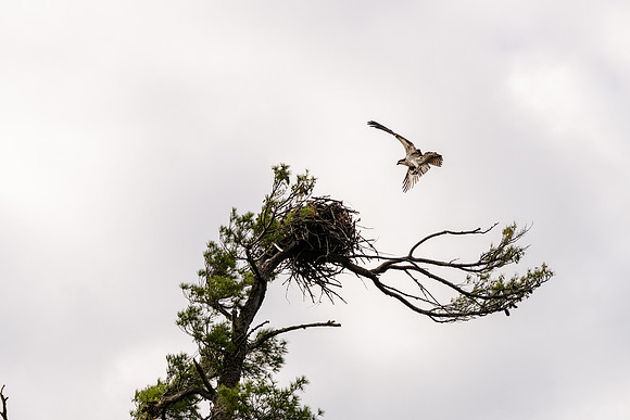 20200608-JAH05248: Blue Mountain Lake, Adirondacks NY.  Osprey.
