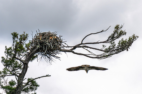 20200607-JAH04752: Blue Mountain Lake, Adirondacks NY.  Osprey.