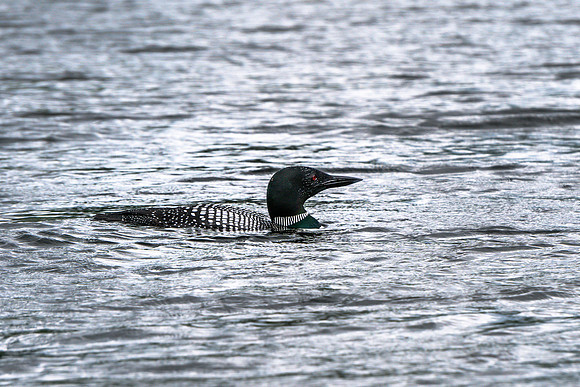 20200607-JAH04856: Blue Mountain Lake, Adirondacks NY. Common Loon.