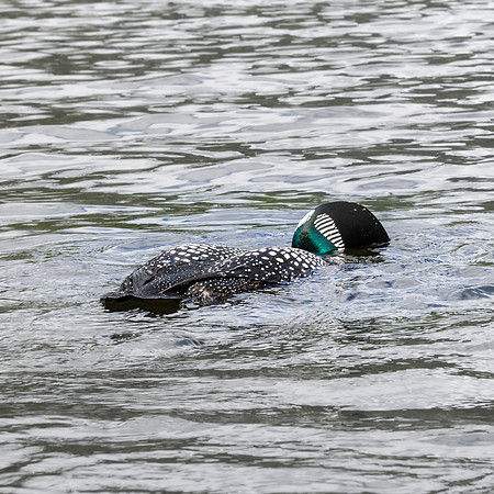20200607-JAH04929: Blue Mountain Lake, Adirondacks NY.  Common loon