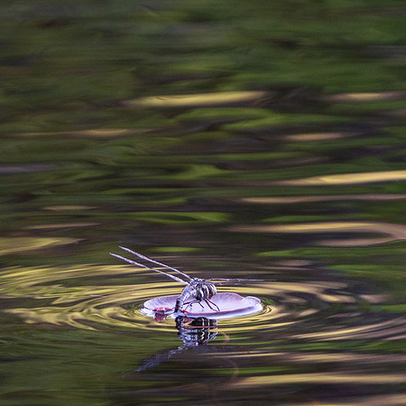 20200608-JAH05193: Blue Mountain Lake, Adirondacks NY.  Dragonfly.