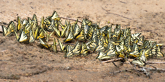 20200609-JAH05468: Yellow Swallowtail butterflies at Cedar River Flow, Indian Lake Adirondacks NY.