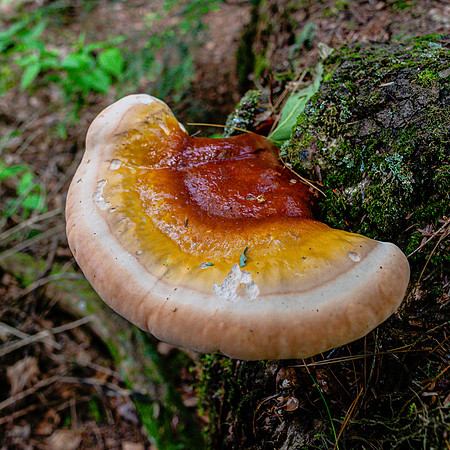 20200612-JAH06297: Little Tupper Lake, Adirondacks NY.  Hemlock Varnish.