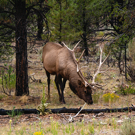 20200821-JAH07951: Elk along Route 64 near Grand Canyon National Park, Arizona.