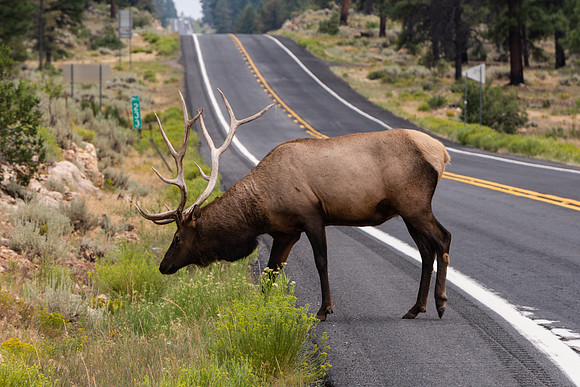 20200821-JAH07969: Elk along Route 64 near Grand Canyon National Park, Arizona.