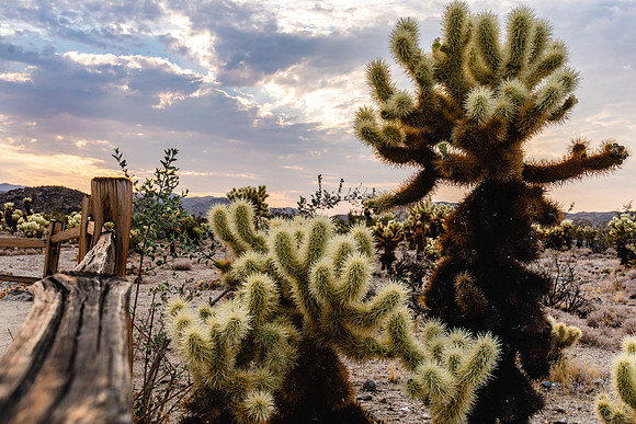 20200822-JAH08163: Teddy Bear cactus, Joshua Tree National Park, California.