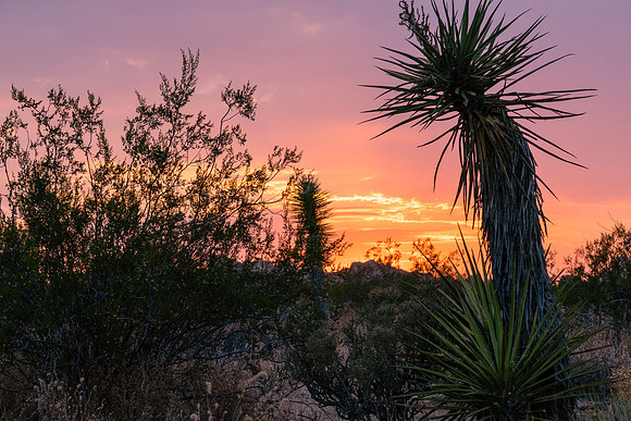 20200822-JAH08205: Yucca tree, Joshua Tree National Park, California.